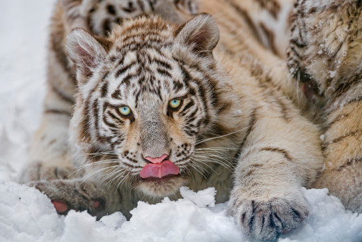 �1758293 �������(a): ����������:3840x2560